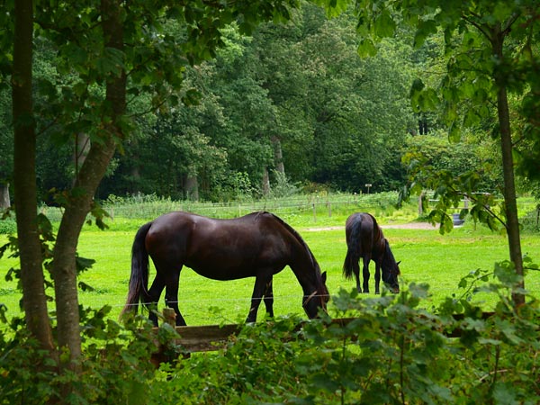 Zie je vaak in het parklandschap van Oost-Friesland: de wereldwijd vermaarde gitzwarte Friese paarden. Foto’s: Albert Hendriks. 