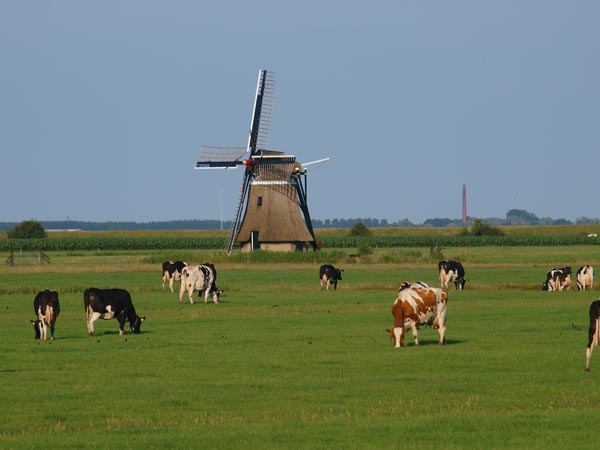 Duurzaam Fryslân: windenergie en biogas uit mest.