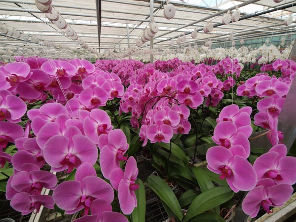 Tienduizenden orchideeën staan nu in bloei in de kassen van De Orchideeënhoeve.