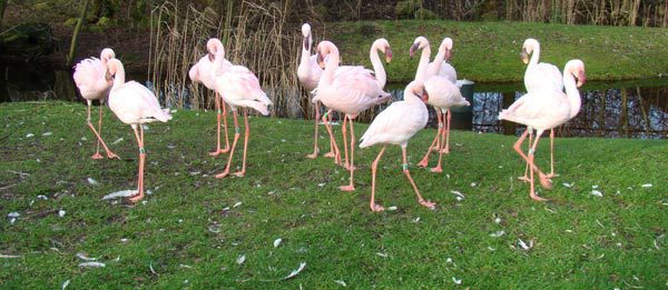 Flamingo’s in de Leeuwarder dierentuin.