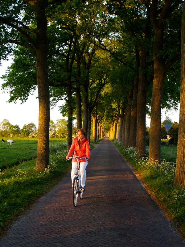 Romantisch Oost-Friesland. Typisch voor de oostelijke helft van Friesland, de Friese Wouden: lange lanen en door boomwallen omzoomde weiden.