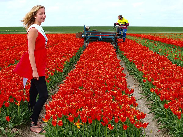 Miss Tulip 2012 Maaike Boonstra vindt het wat sneu dat “haar tuin” gekortwiekt wordt. Drie tot vier weken hebben Friezen en toeristen kunnen genieten van de bloeiende tulpenvelden aan de Waddenzeedijk.