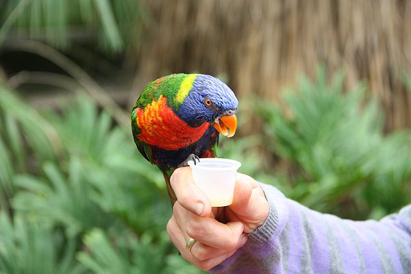 Bezoekers mogen de papegaaien nectar voeren.