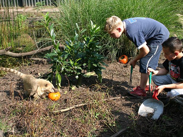 Altijd al een keer exotische dieren zoals stokstaartjes, tapirs en ringstaartmaki’s willen verzorgen? Grijp dan nu je kans, tijdens de activiteit KidsPower in Aqua Zoo Friesland.