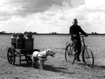 De hond als trekpaard