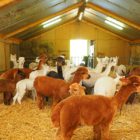 De Tweede Kamer in Alpacafarm bij Lemmer