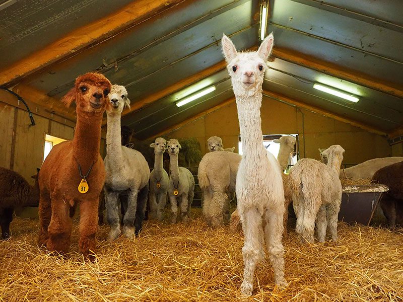 De Tweede Kamer: Alpaca’s in de stal van Alpaca Flevoland aan het IJzerpad in Rutten.