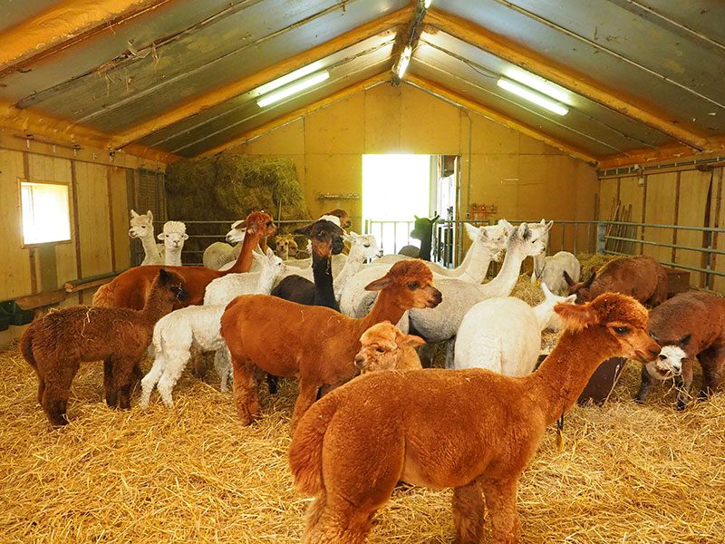 De Tweede Kamer: Alpaca’s in de stal van Alpaca Flevoland aan het IJzerpad in Rutten.