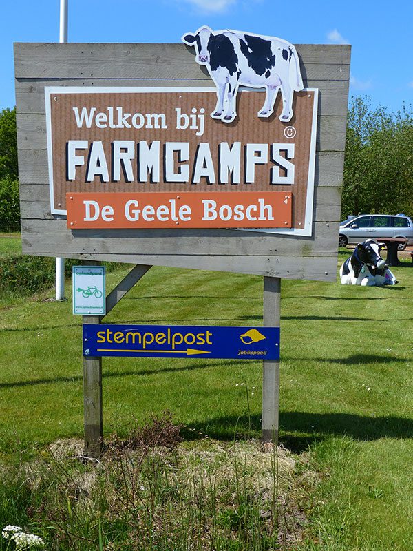 In de provincie Friesland is maar één camping met veel lodgetenten, de Geele Bosch (http://www.degeelebosch.nl/) in Oldeholtwolde, vlak bij Parklandschap Oranjewoud bij Heerenveen. Lucie en Johan Wijnsma hebben op het erf van hun melkveehouderij en ijsmakerij 15 safaritenten staan die aangeboden worden via FarmCamps (www.farmcamps.nl). Ook deze tenten, de eenvoudigere in de serie, komen van Luxetenten.com in Emmeloord. De glamptenten van De Geele Bosch hebben geen eigen sanitaire voorzieningen, omdat de boerderijcamping over een luxe centraal douche- en toiletgebouw beschikt. 
