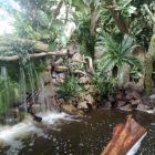 Dwergapen, agoetis en rode kardinalen in jungle ‘Amazona’