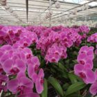 Eén miljoen orchideeën in bloei in Luttelgeest