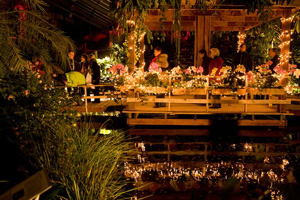 Duizenden lampjes en kaarsen verlichten het tropisch oerwoud in de kassen van De Orchideeën Hoeve. 