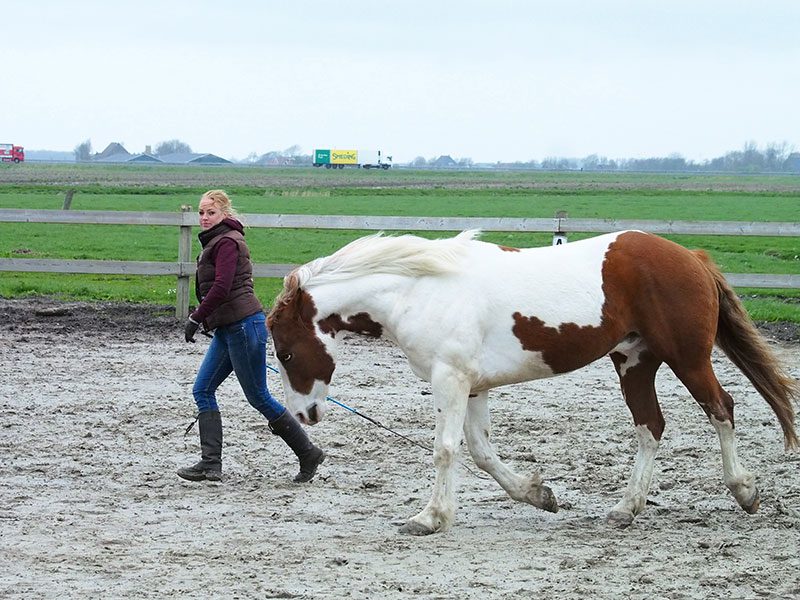 Horse catching, maar dan omgekeerd: cowboypaard Joy “vangt” Femke in plaats van dat Femke Joy benadert.