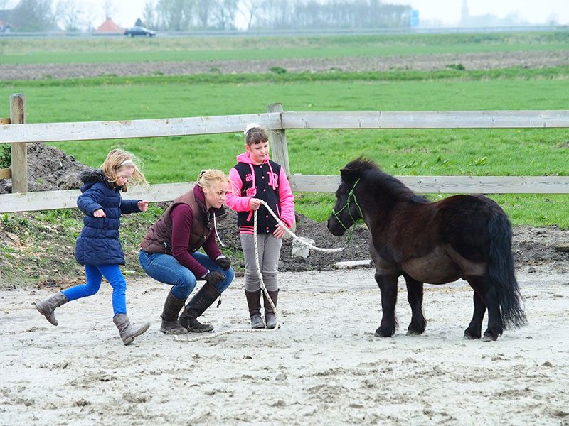 Hoe ga je met een koppige Shetland pony om? Kinderen ontdekken het zelf, bij Femke in de buitenbak.