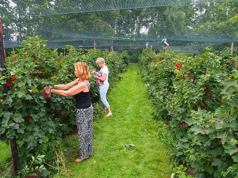‘De Fruittuin’, een zelfpluk-fruittuin aan de Robyntsjewei in Eastermar. Info: www.defruittuin.nl