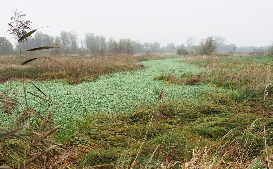 Friese rivier minder biodivers, onbevaarbaar en onbruikbaar als waterafvoer door invasieve excoot