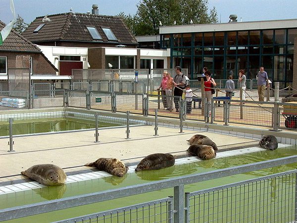 De Groninger kant van het Lauwersmeer heeft ook grote publiekstrekkers, zoals de zeehondencrèche in Pieterburen. Info: https://www.friesnieuws.nl/4308 