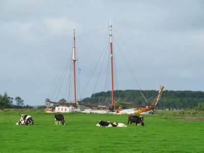 Frieslands highlight nummer één: koeien in de wei