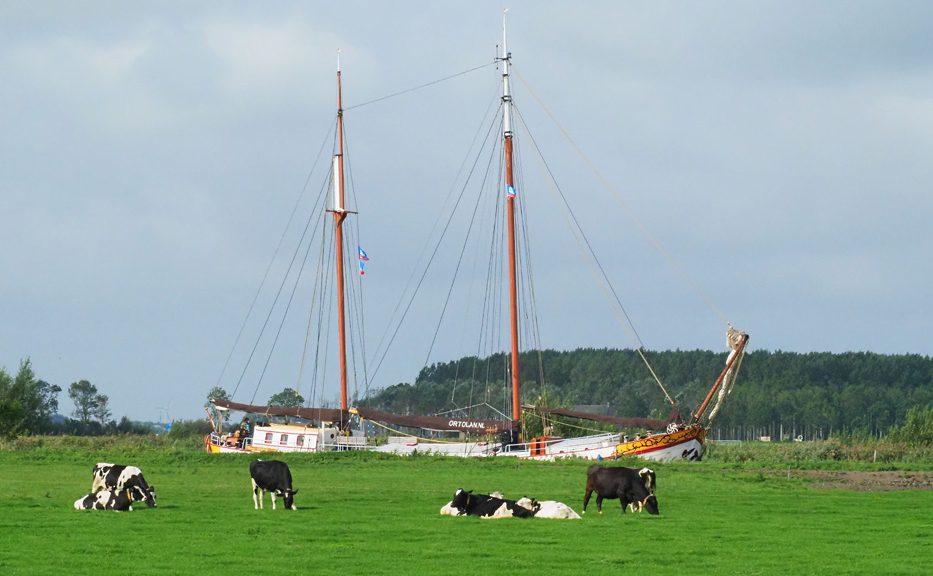 Frieslands highlight nummer één: koeien in de wei