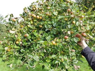 Fryske Frucht organiseert pluk- en oogstfeest én wedstrijd ‘lekkerste Friese appelgebak’