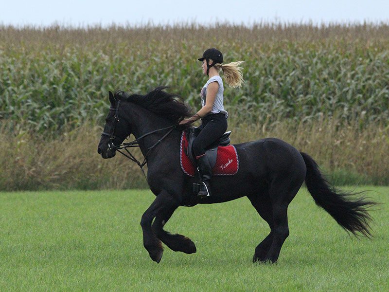 Ilse (14) op Vemke (16) in galop langs het maisveld.