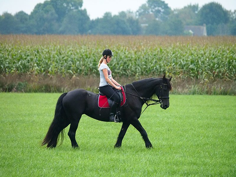 Het Friese paard is wereldwijd een onderscheidend paard: sierlijk, sporfief en vriendelijk.