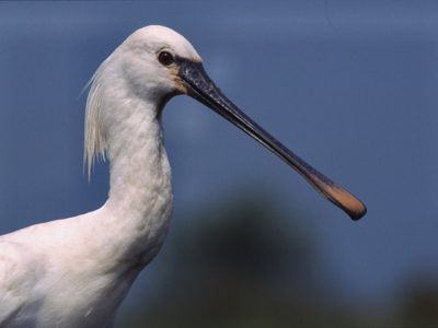 lezing en wandelexcursie over vogels in Nationaal Park De Alde Feanen in Earnewâld.