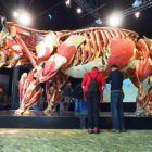 Lijkendokter toont spectaculaire lichamen van dieren en mensen in Natuurmuseum Fryslân