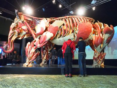 Lijkendokter toont spectaculaire lichamen van dieren en mensen in Natuurmuseum Fryslân