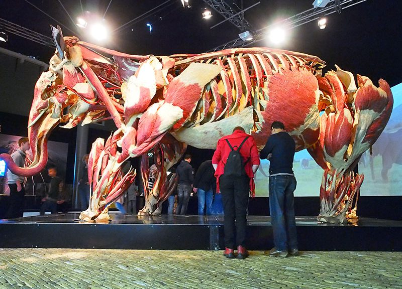 Lijkendokter toont spectaculaire lichamen van dieren en mensen in Natuurmuseum Fryslân