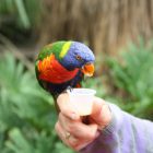 Lorituin: tafelen en napraten met papegaaien