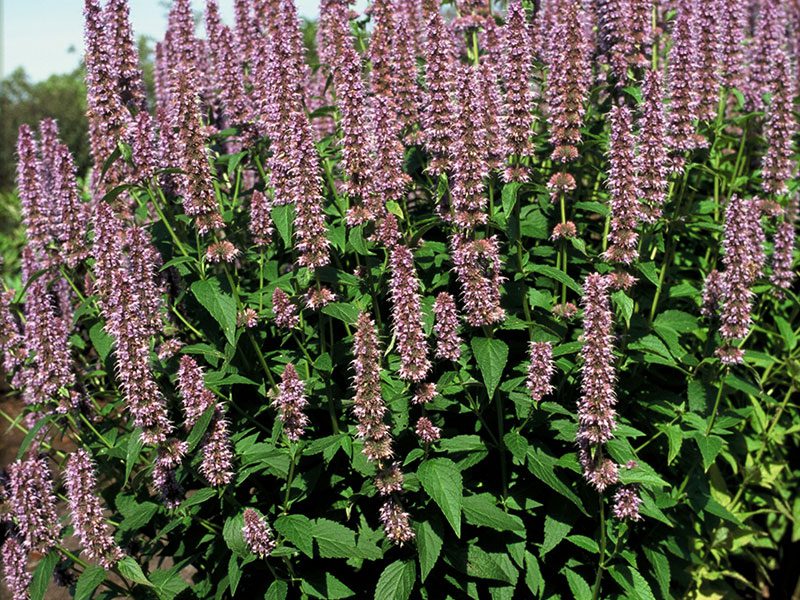 Dropplant, Agastache. Wit of violet, volle zon/halfschaduw, bloei juli-september, hoogte 75-100 cm