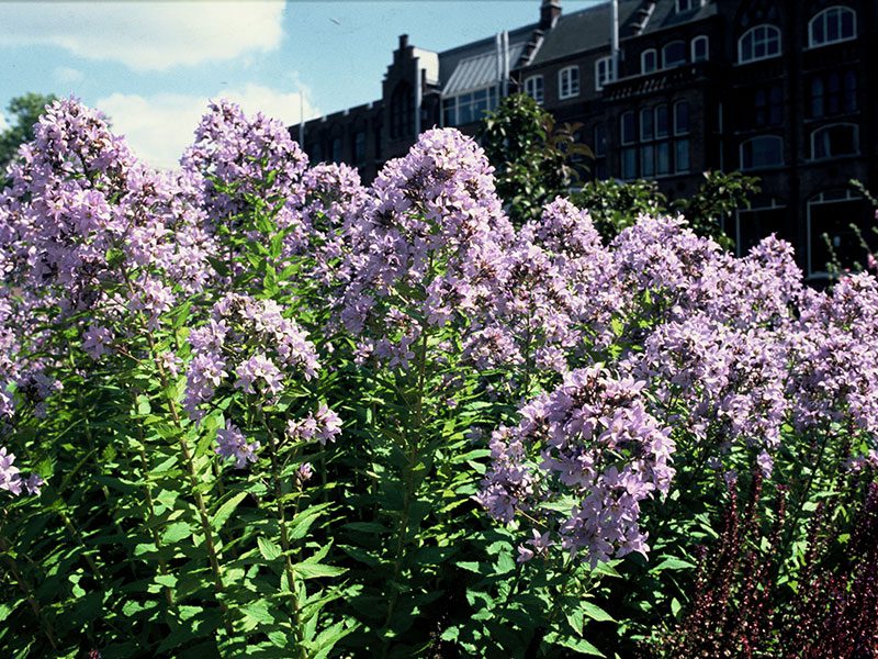 Klokjesbloem, Campanula lactiflora. Volle zon/halfschaduw, violet, bloei juni-augustus, hoogte 130-160 cm.