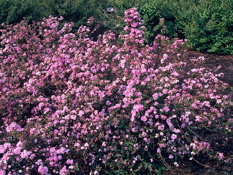 Bruidsbloem, Deutzia elegantissima. Wit of roze, volle zon/halfschaduw, bloei juni, hoogte tot 2 m