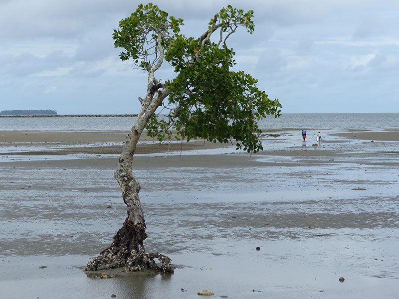 De "Waddenzee" van Suva.