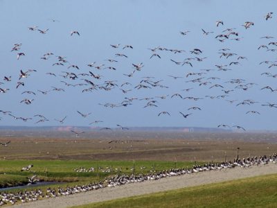 Paradijs voor vogelliefhebbers. Carpoolexcursie langs de waddenkust