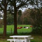 Raad waar dit staat - 8 Februari 2011