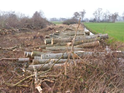 Staatsbosbeheer maakt in Friesland kilometers boomwallen met de grond gelijk: natuurliefhebbers woest
