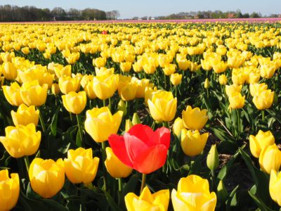 Ten zuiden van Friesland staat het grootste tulpenveld van de wereld in bloei