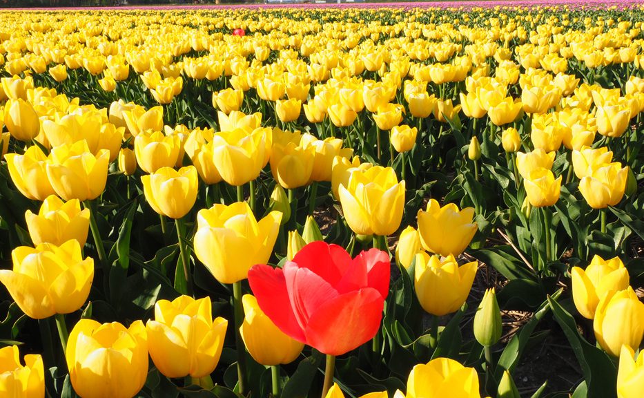 Ten zuiden van Friesland staat het grootste tulpenveld van de wereld in bloei