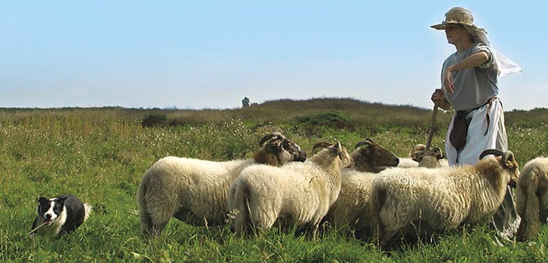 Herderin Saskia Bos komt met haar schapen en Bordercollies naar de fair in Jubbega