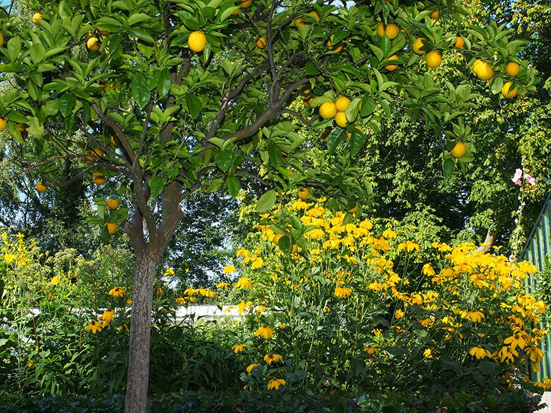 Er is een uitgebreide verzameling kuipplanten, waaronder een aantal fraaie citrusbomen van 100 jaar oud. Deze planten overwinteren nu in een oranjerie die in 1984 is gebouwd. Fotografie: Friesland Holland News.