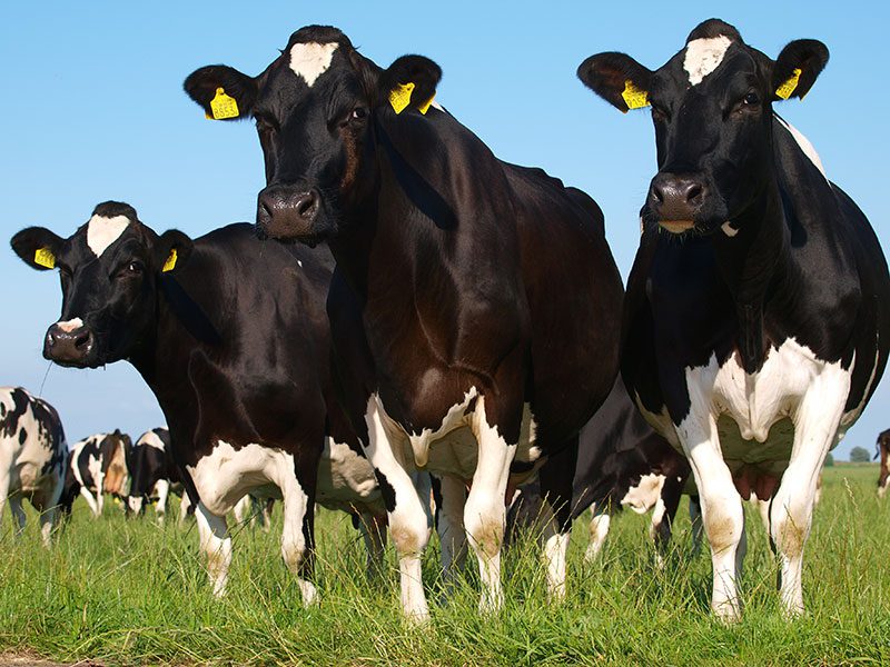 Gemiddeld geeft een koe per jaar 8000 liter melk. Voor 1 kilo kaas is 9 tot 10 liter melk nodig. Een melkkoe eet per dag 80 tot 90 kg gras.