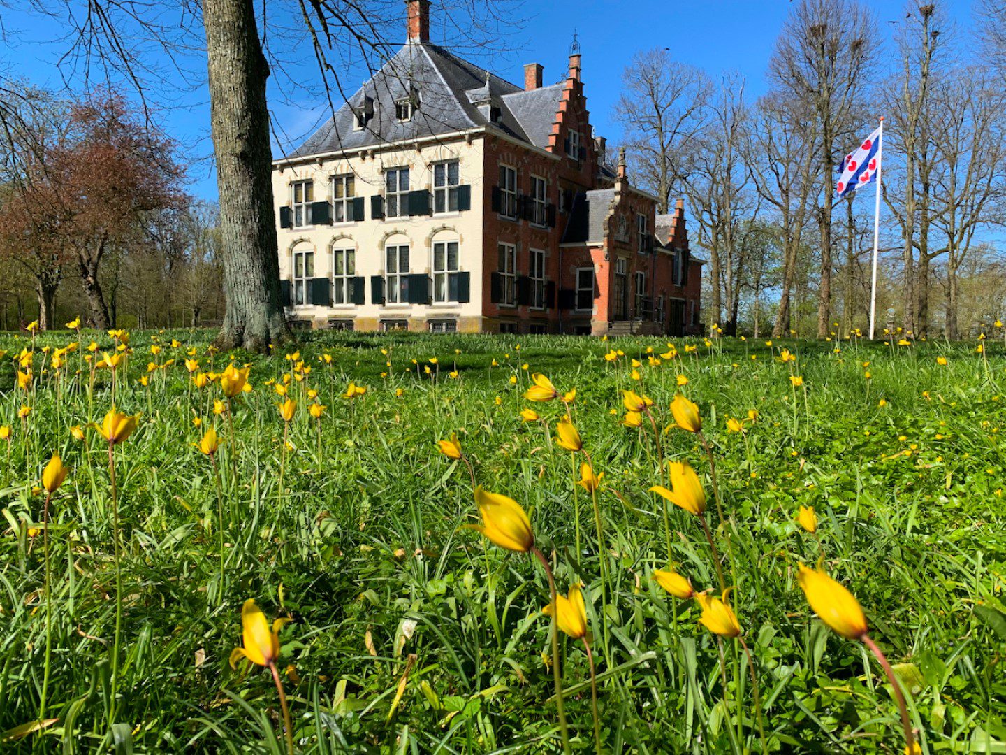 Kasteel met bloemen: stinzenflora