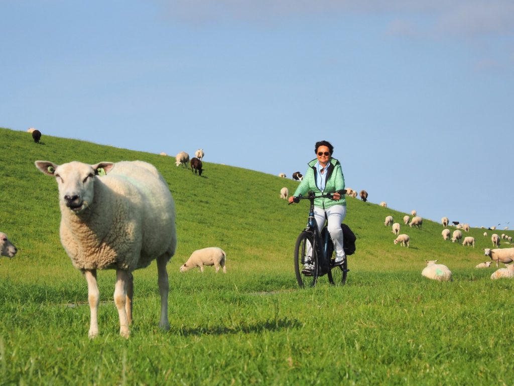 Fietser en schaap