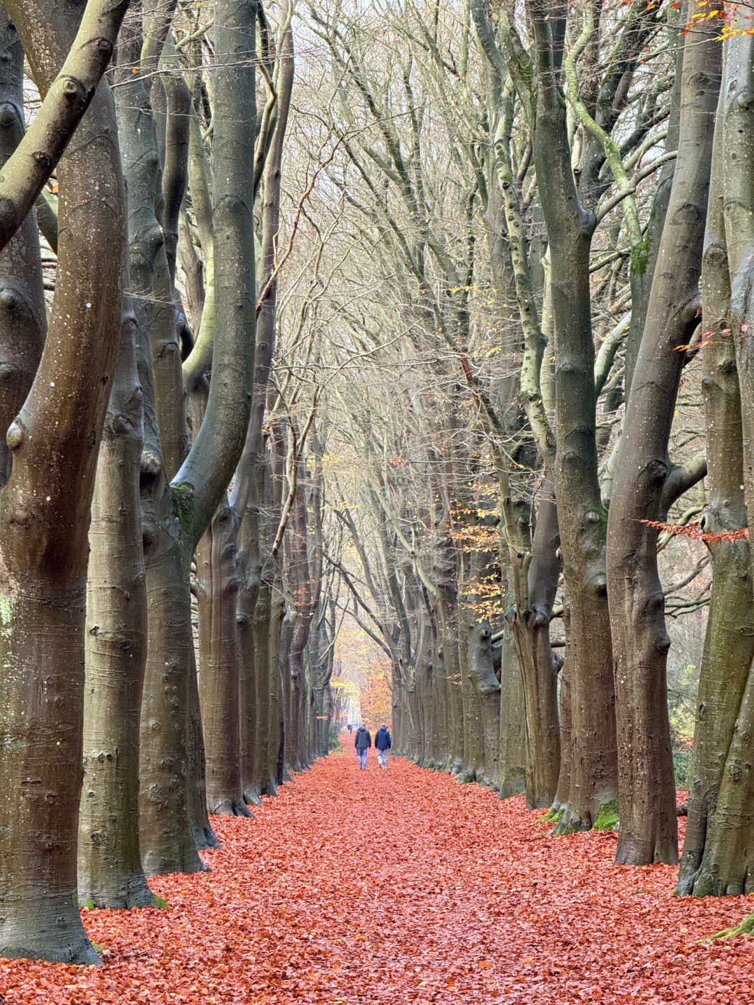 350 Jaar Koninklijk Oranjewoud