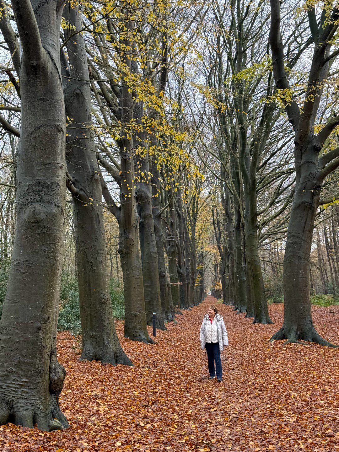 350 Jaar Koninklijk Oranjewoud
