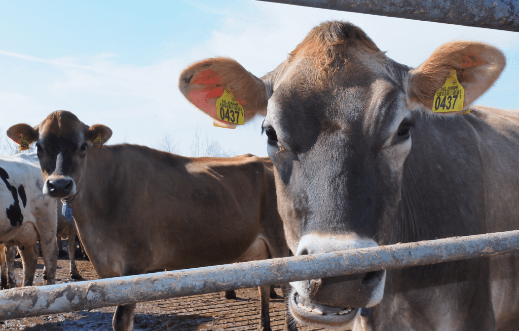 Boer Bart Jersey koeien