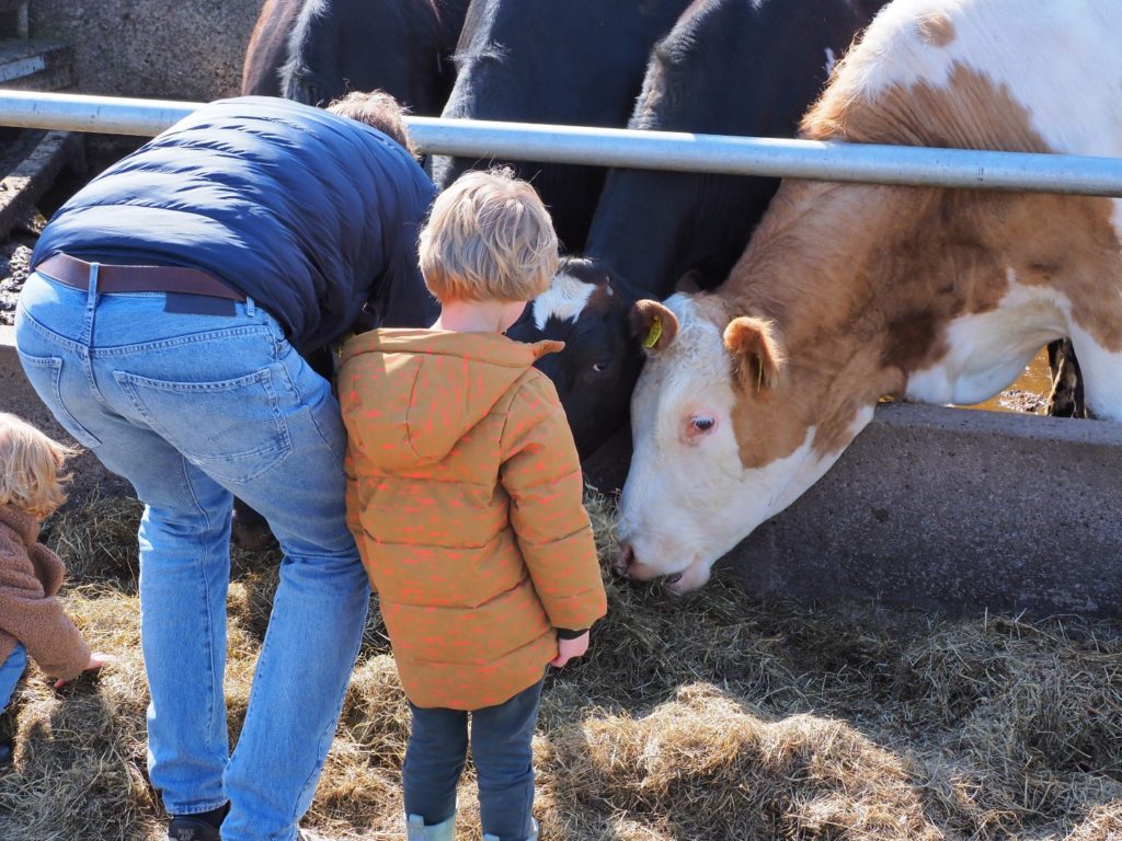 Boer Bart Jersey koeien