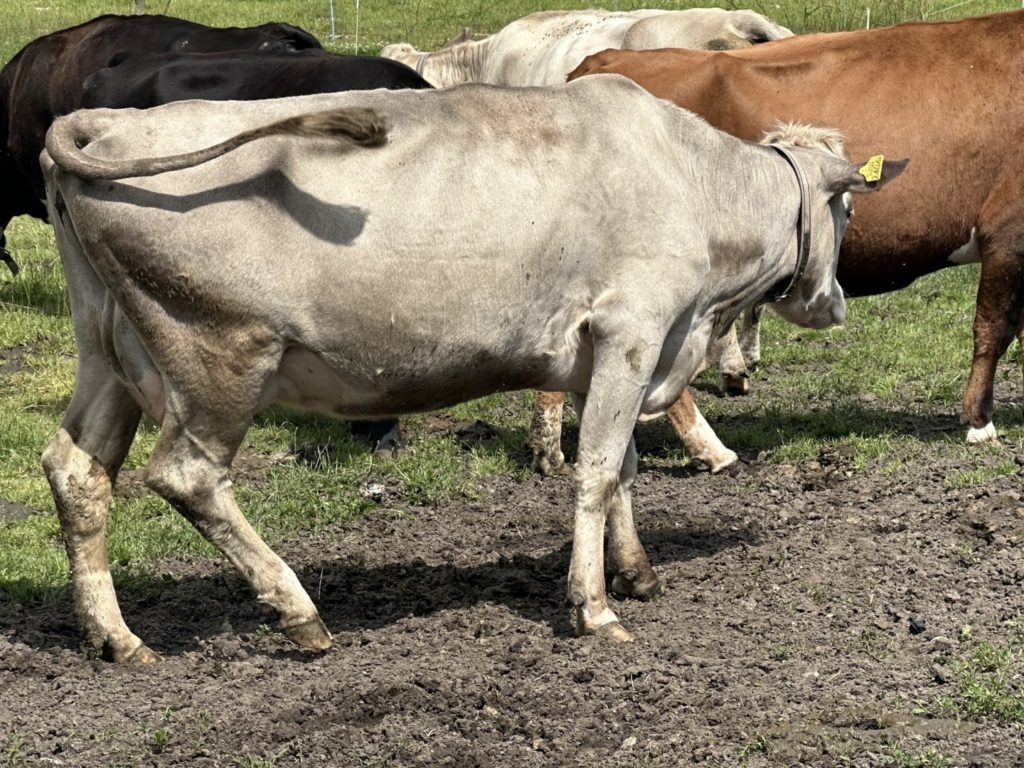 Groningse blaarkoppen